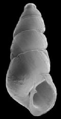 Odostomia turrita